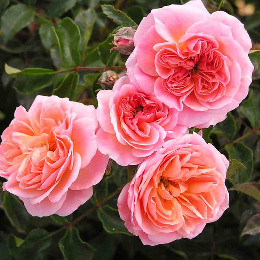 PIROUETTE® ROSE - CLIMBING