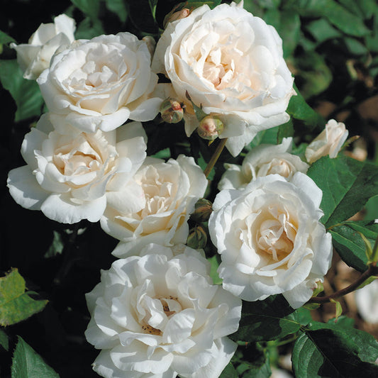 WEISSE KÖNIGIN ELISABETH ROSE – GRUPPIERTE BLUMEN