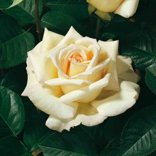 ROSE BUSH JARDINS DE BAGATELLE® - LARGE FLOWERS