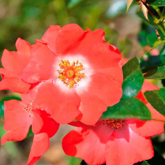 ISALIA DECOROSIER® ROSE - GROUND COVER