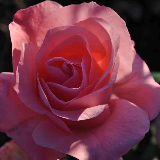 ROSENBUSCH KÖNIGIN ELISABETH ROSA