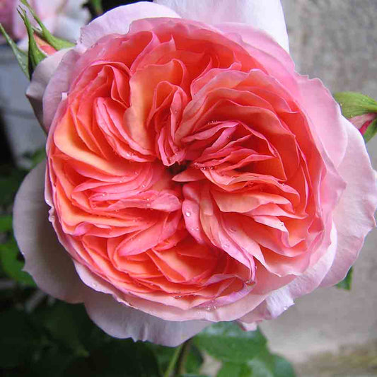 HAVRE LÄCHELN ROSE