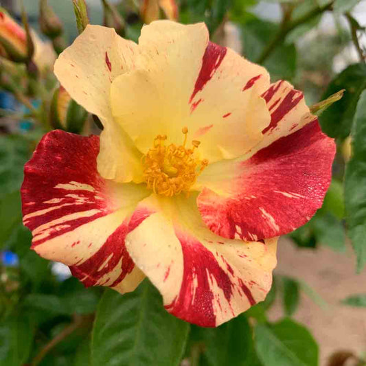 PUPPY ROSE
