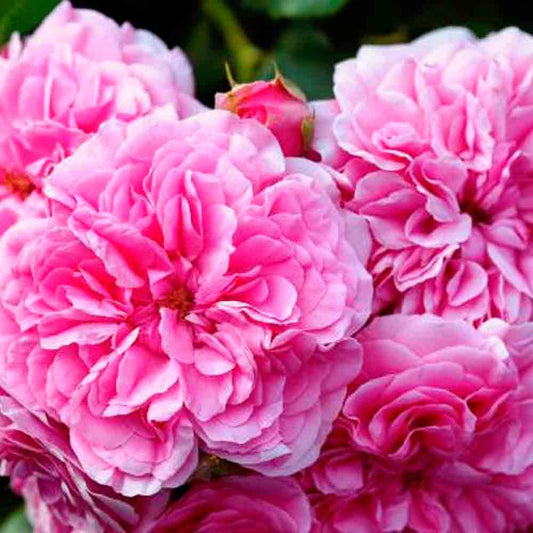 ROSA CENTIFOLIA ODER MAI-ROSE AB