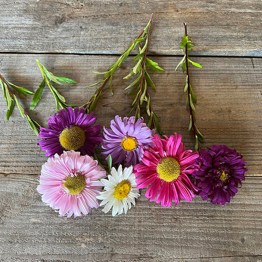 KÖNIGIN GÄNSEBLÜMCHEN MIT VIELFÄLTIGEN EINZELBLÜTEN AB