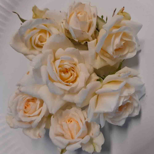 EDIBLE ROSE TIRAMISU AB