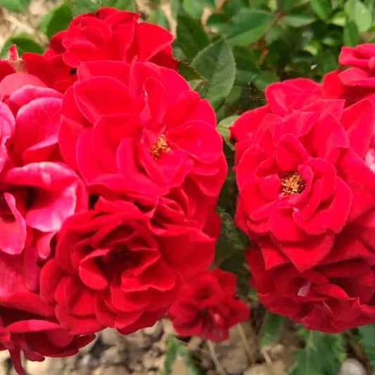 EDIBLE ROSE BUSH ROMANTIC DATE AB