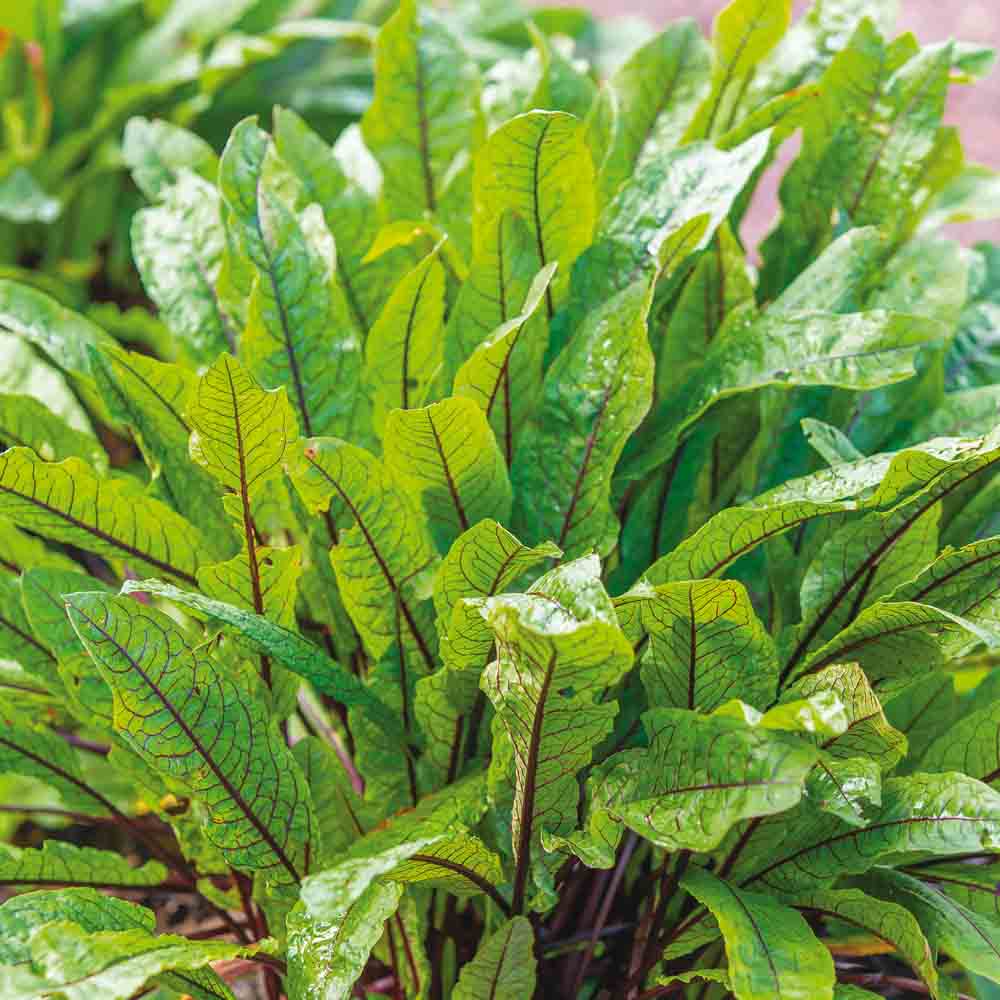 BLOOD SORREL AB