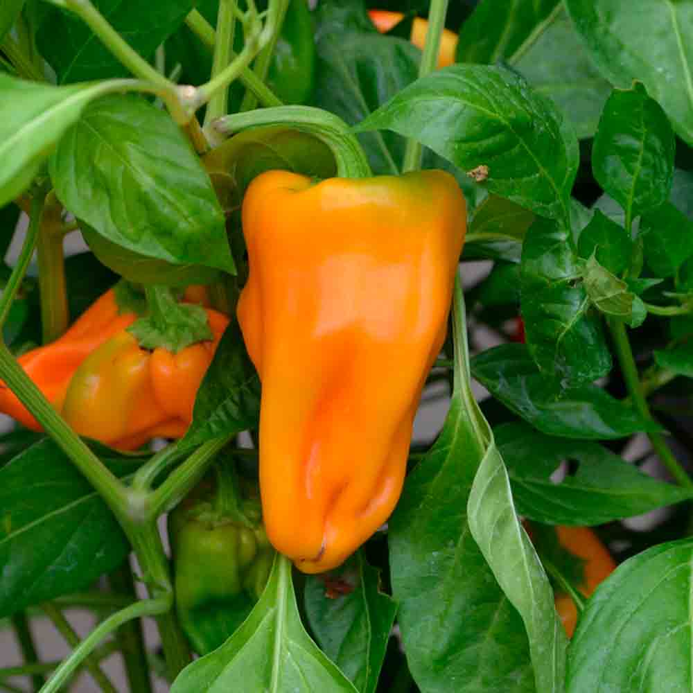 PETIT MARSEILLAIS PEPPER AB