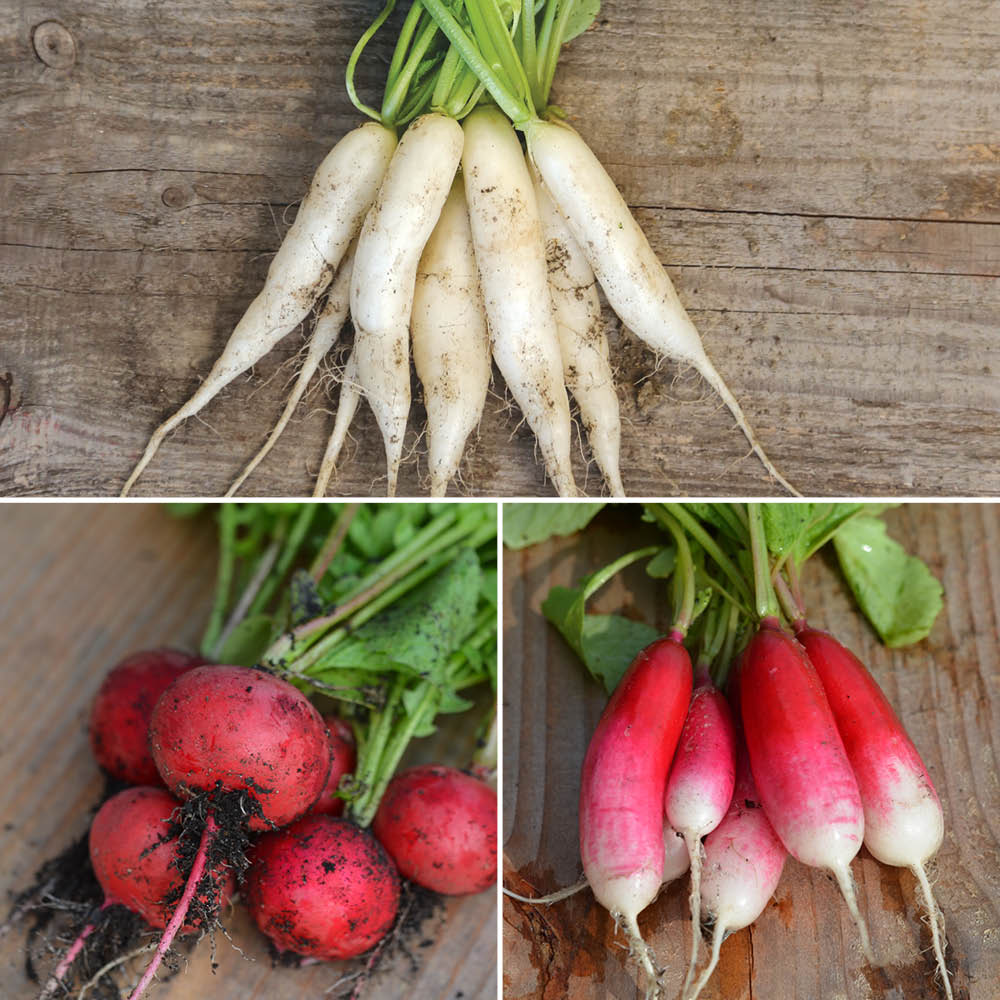 3M RIBBON RADISH IN FLAMING BLEND 2, SORA, EISKERZE AB