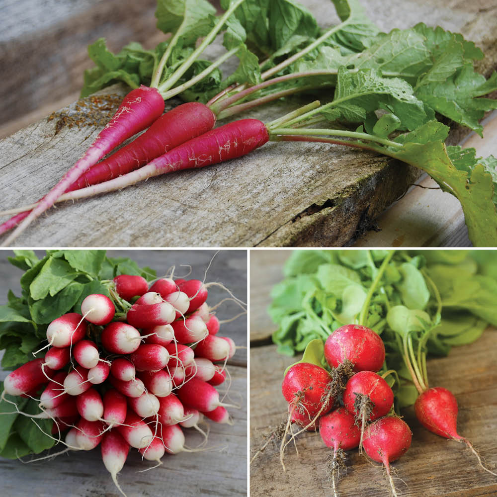 RIBBON 3 M RADISH IN 18-TAGE-MISCHUNG, EASTER ROSÉ 3, SCARLET ROUND AB