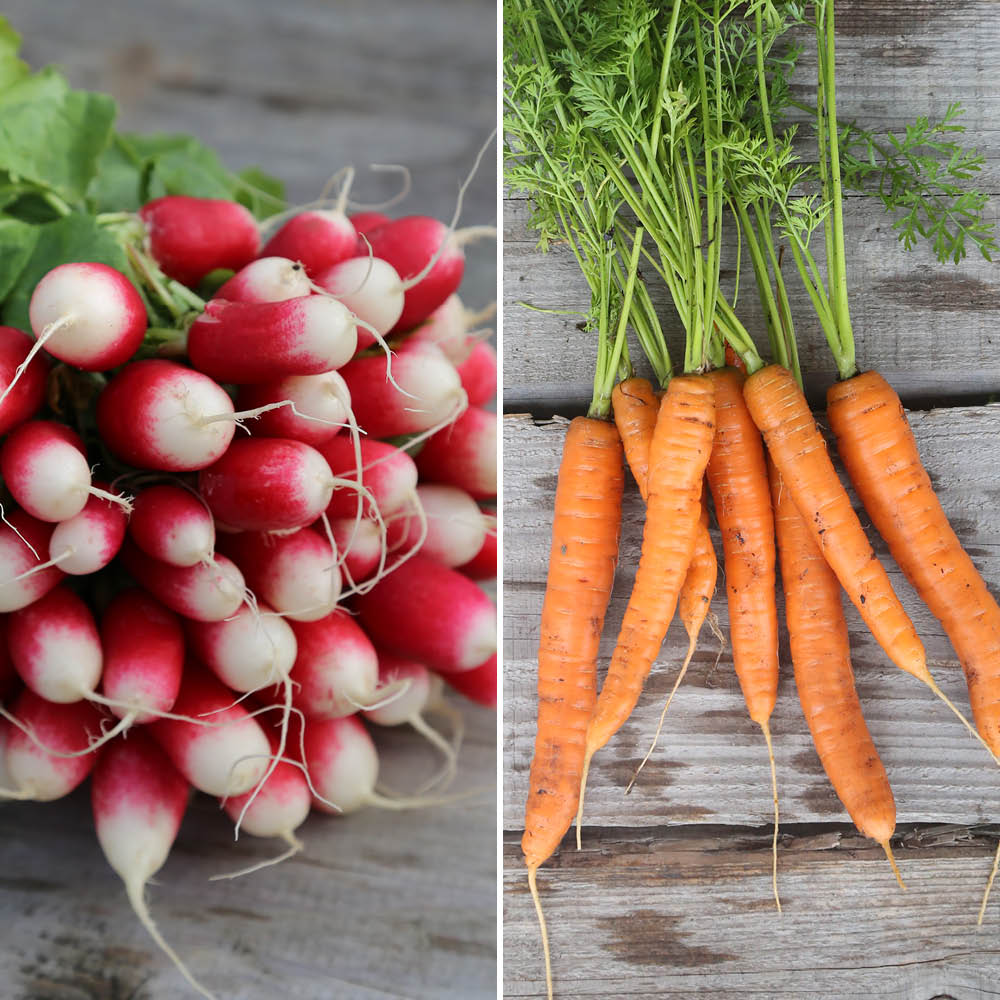 3 M RIBBON CARROT AND RADISH NANTAISE 2, 18 TAGE AB