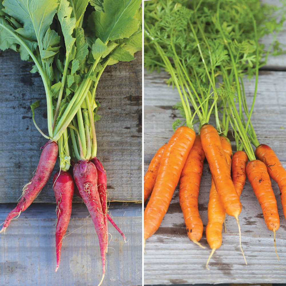BAND 3 M KAROTTE TOUCHON - OSTERN ROSÉ RADISH 3 AB