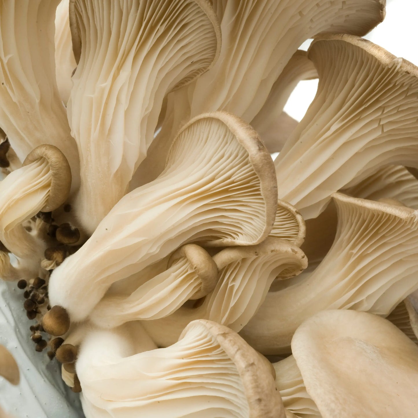 200 CHEVILLES - PLEUROTE EN FORME D´HUÎTRE AB 