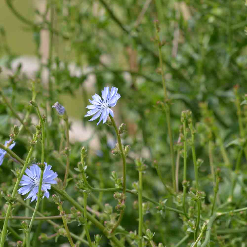 WILD CHICORY AB