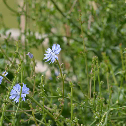 WILD CHICORY AB