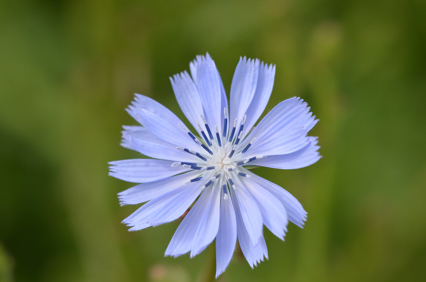 WILD CHICORY AB