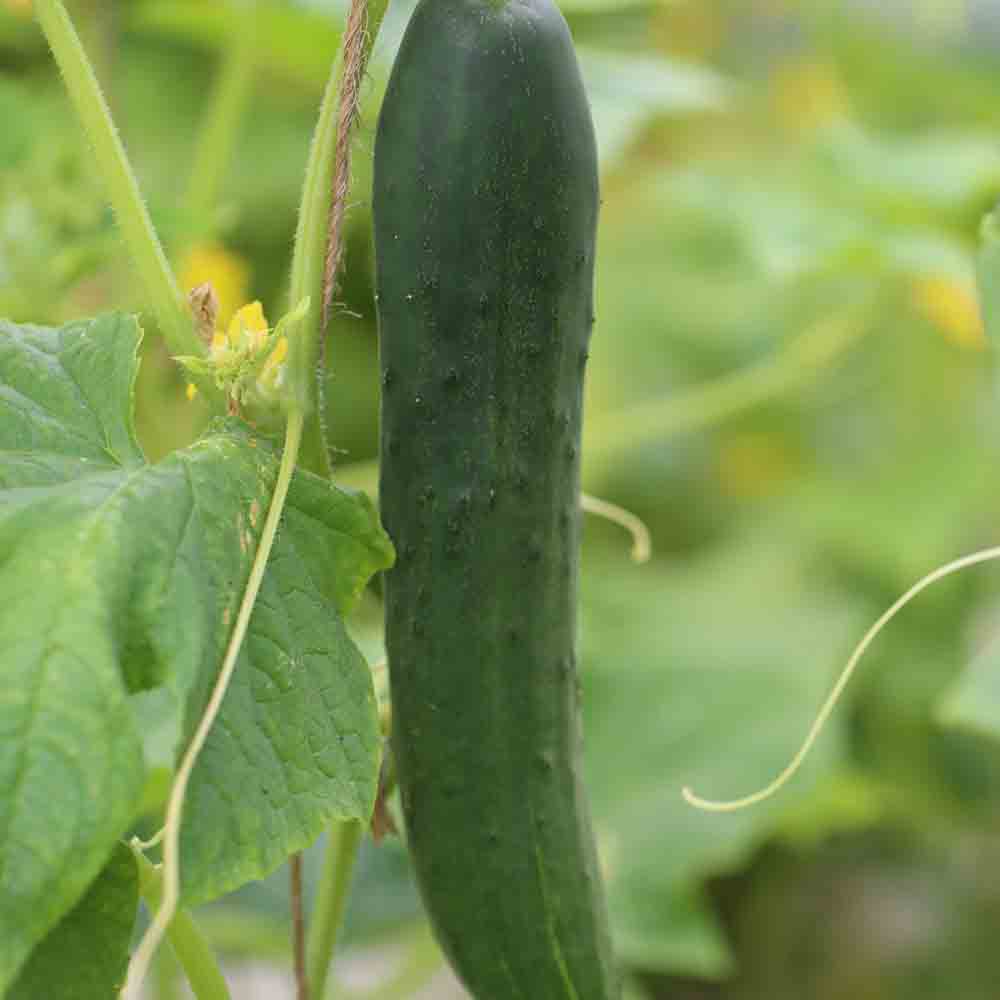 CUCUMBER ROLLISON'S TELEGRAPH AB
