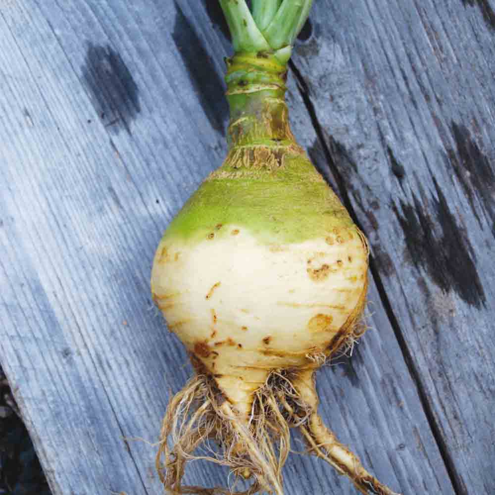 GELBER RUTABAGA-RÜBENKOHL MIT GRÜNEM KRAGEN AB