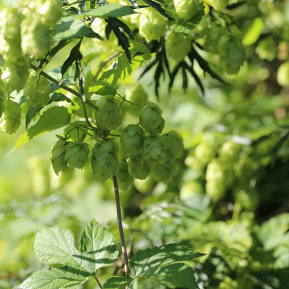 Hopfen AB