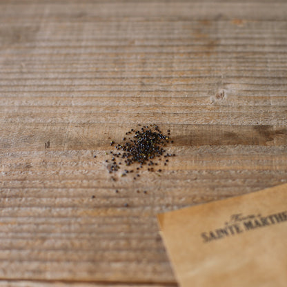 MYOSOTIS DES BOIS NT 