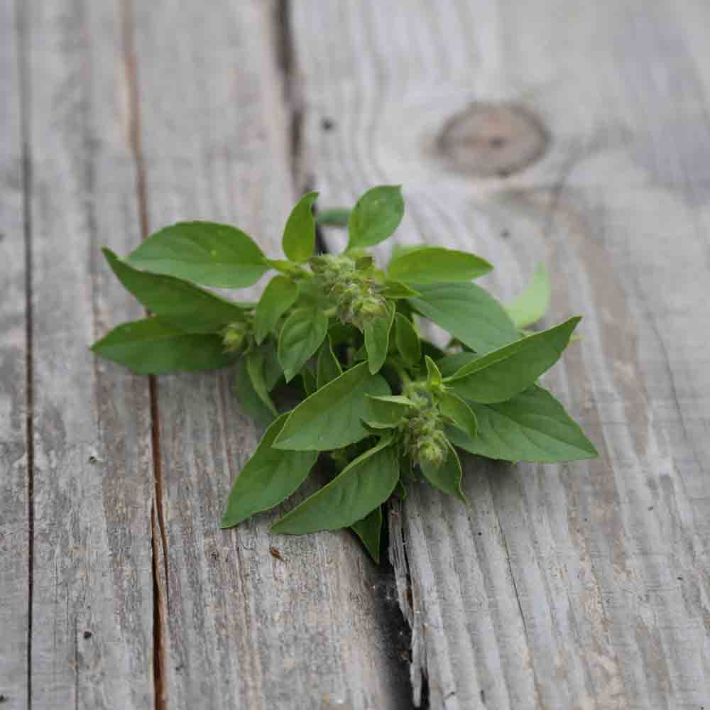 LIME BASIL AB - PLANT