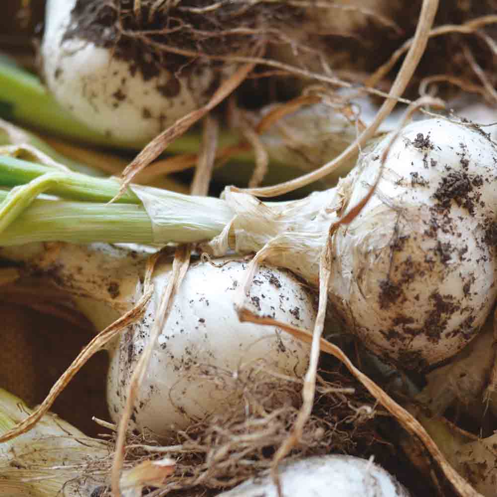 LISBON WHITE ONION AB