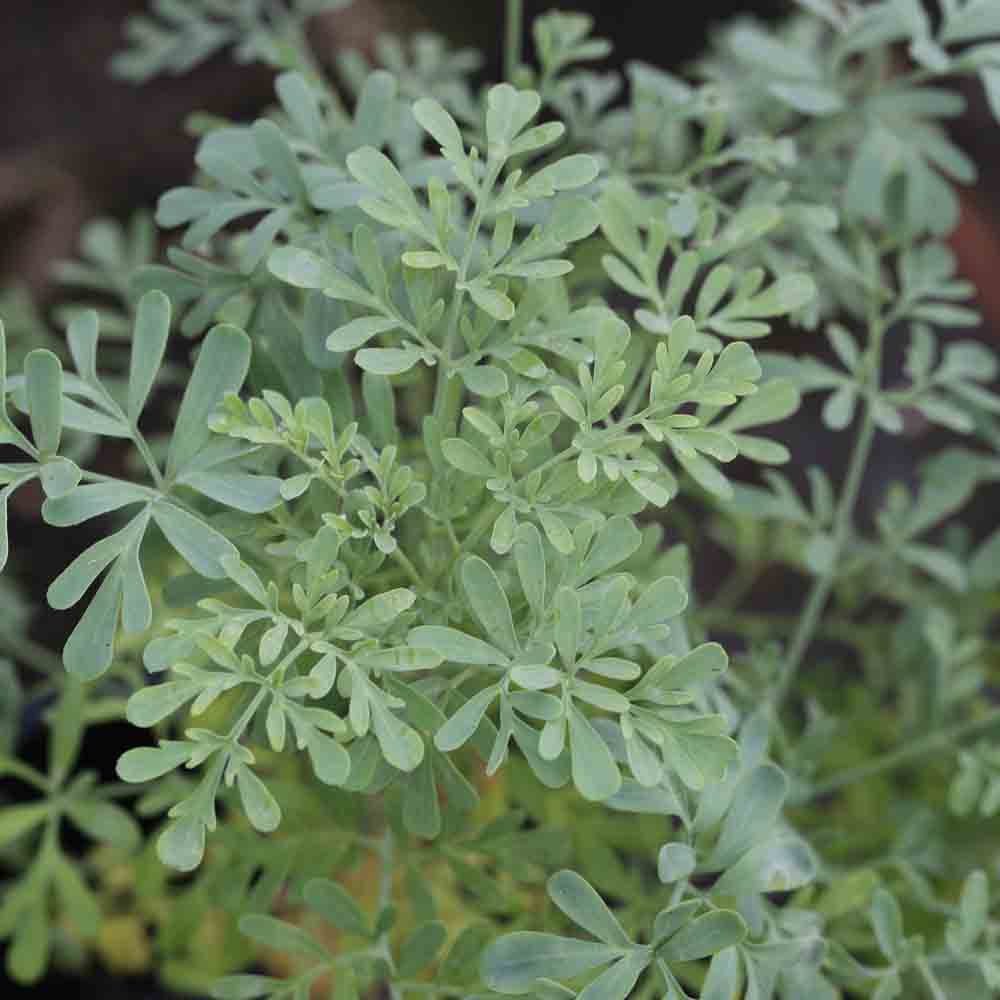 RUE OFFICINALE AB - ANTI-WASTE