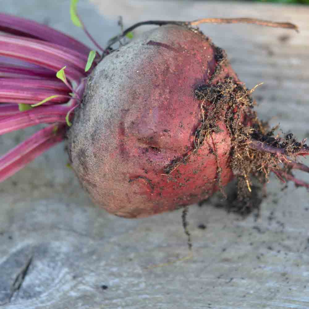 BEET BULL´S BLOOD AB
