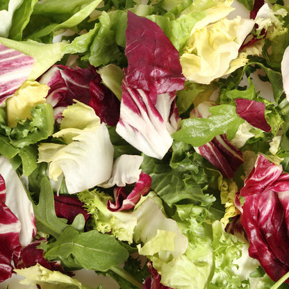 BROAD LEAF CHICORY MIX - 12 VARIETIES AB
