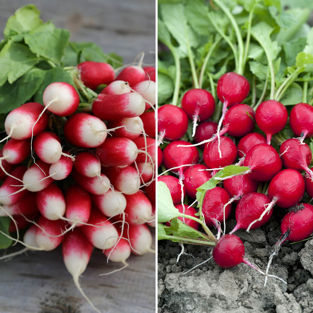 GEMISCHTER RADISH (18 Tage alter Rettich – AB scharlachrot rund)