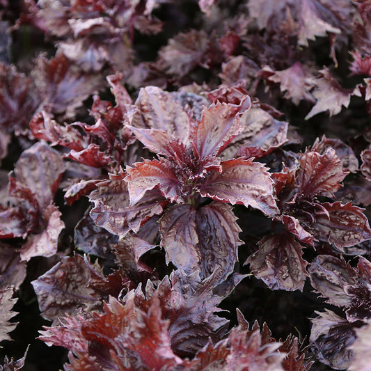 PERILLA ROUGE OU SHISO AB 