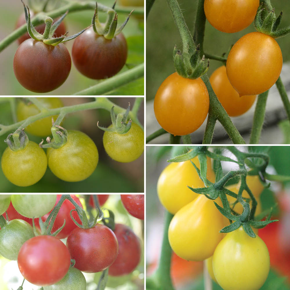 AB-MISCHUNG VON KIRSCHTOMATEN