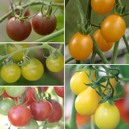 AB-MISCHUNG VON KIRSCHTOMATEN