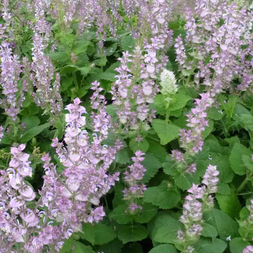 CLLARIA SAGE NT