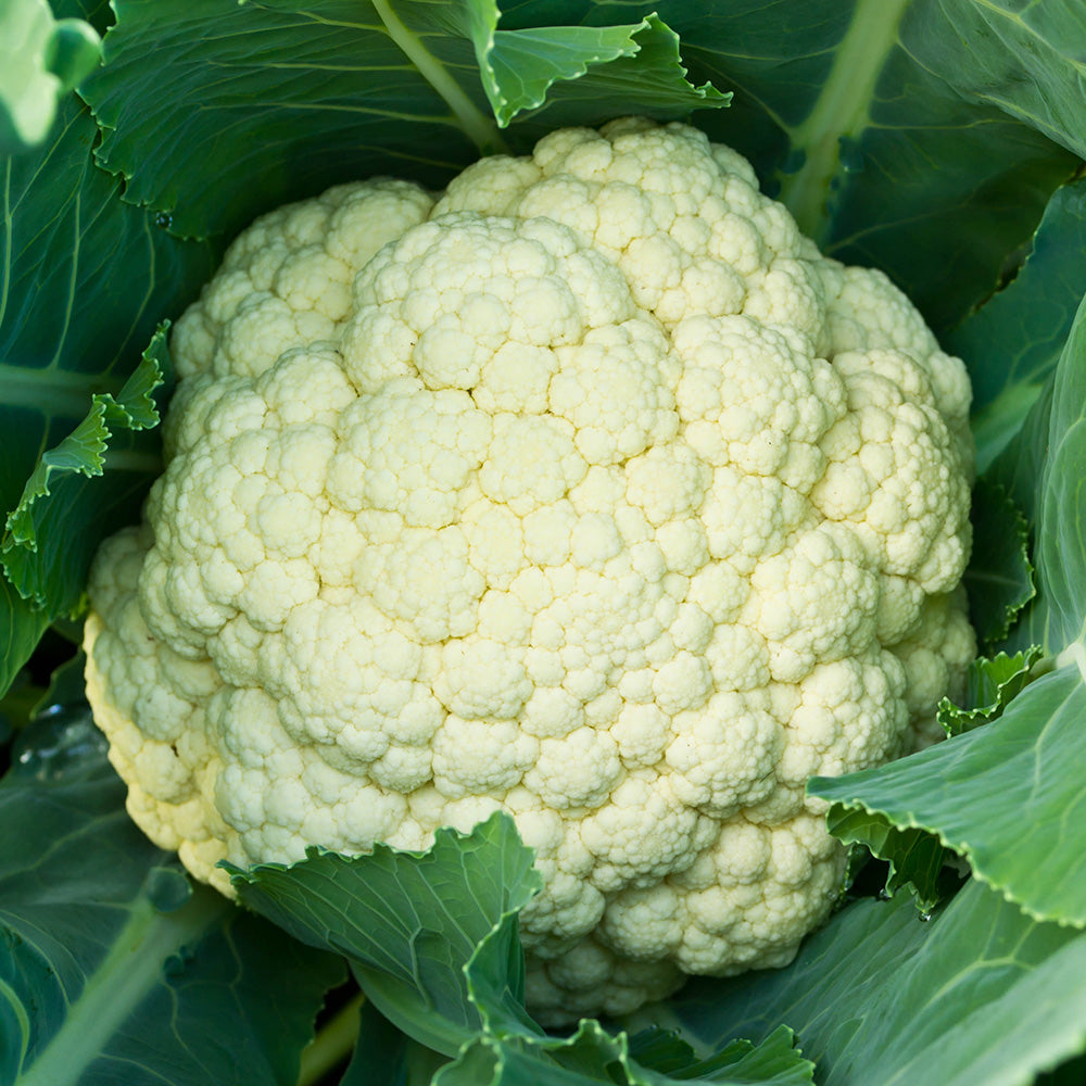 CHOU-FLEUR ALPHA 7 AB 