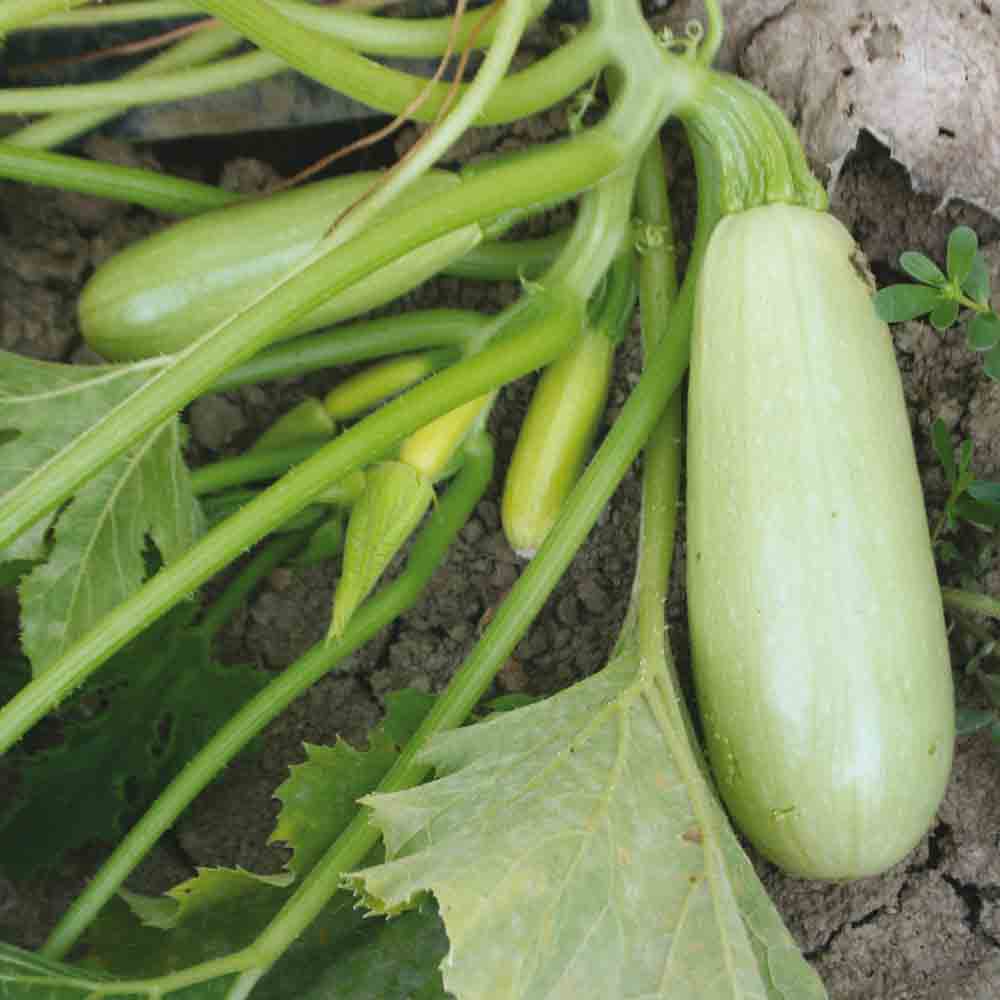ZUCCHINI BIANCA DI TRIESTE OR (BIANCA GORIZIANA) AB