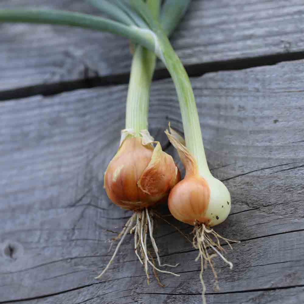 MAZE AB ONION