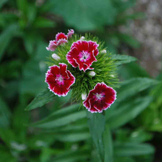 POET'S CARNATION VARIE AB