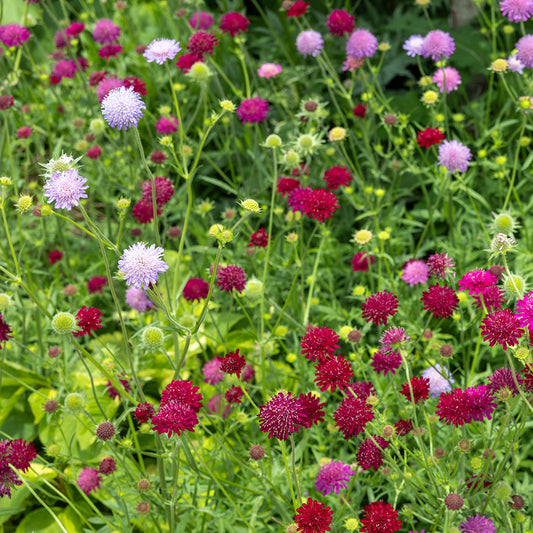 SCABIEUSE DES JARDINS VARIEE AB 