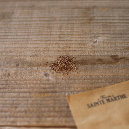 VERVEINE DE BUENOS AIRES AB 