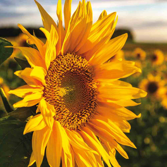 SONNENBLUME AB - 50 g