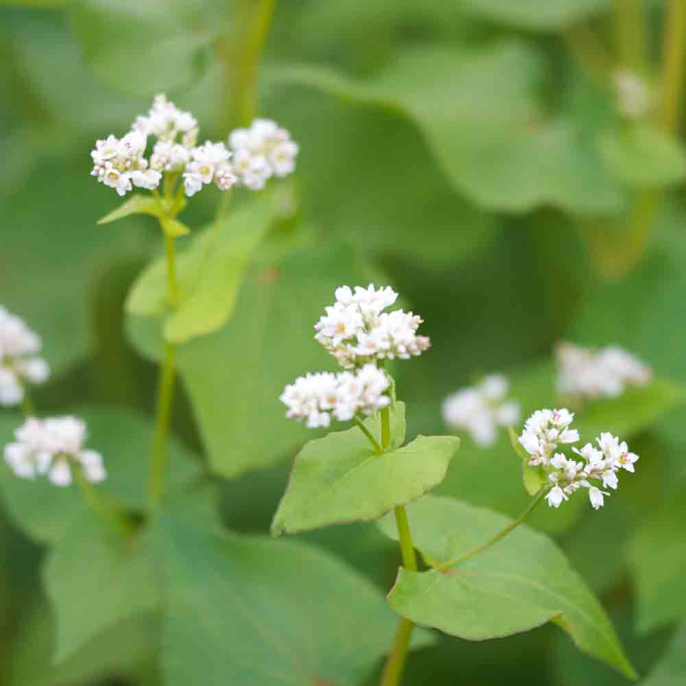 AB BUCKWHEAT 150 g