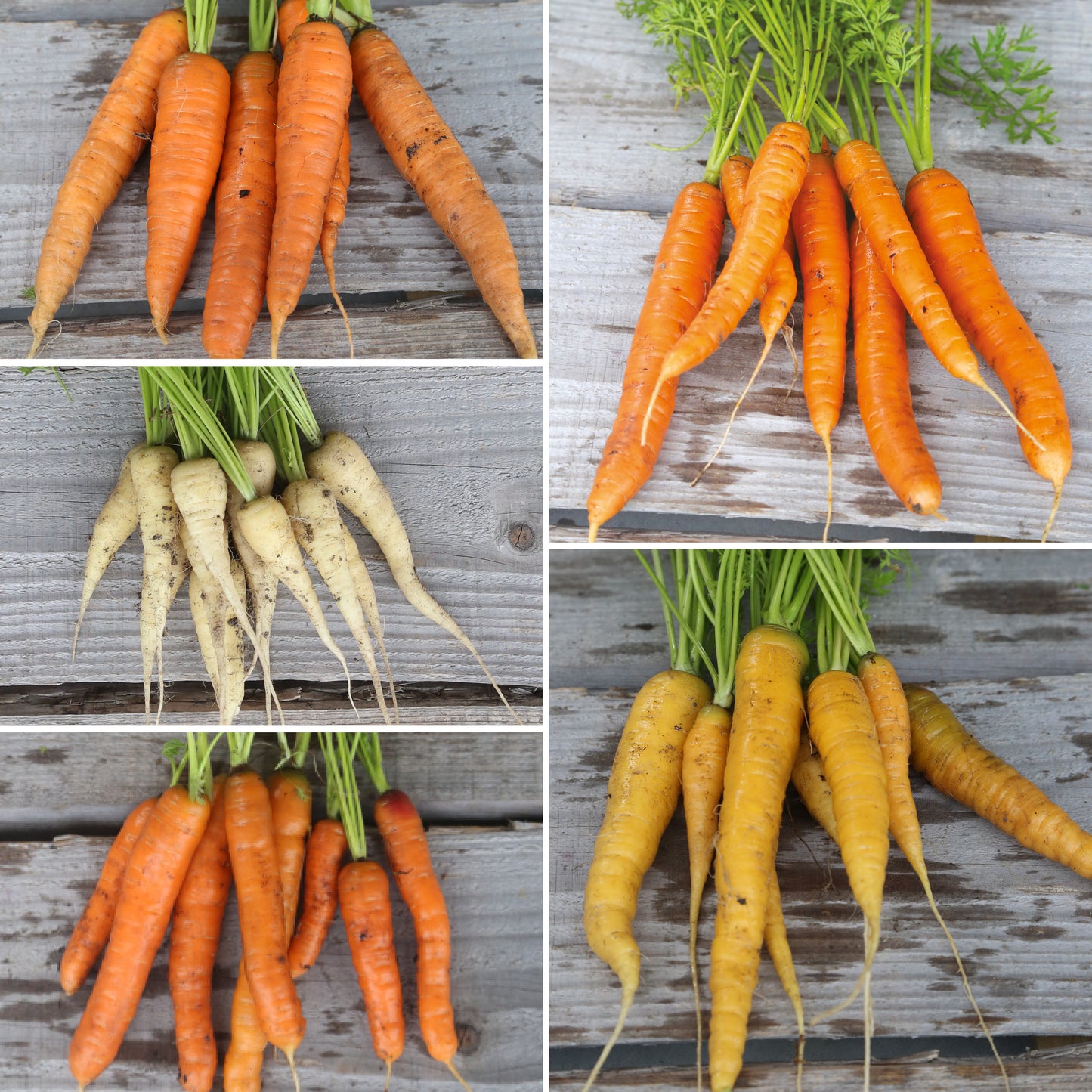 CARROT CARPET - 5 AB VARIETIES