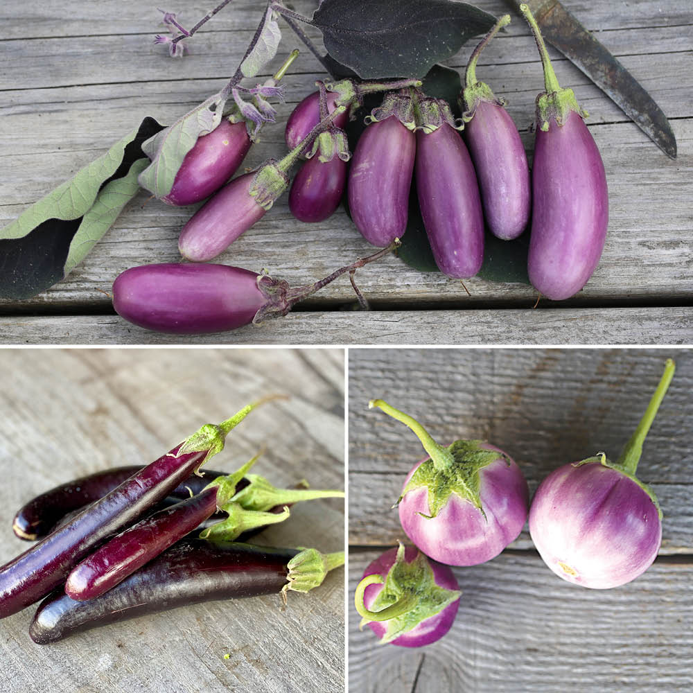 MIXED EGGPLANTS (Little finger, Pusa purple cluster, Thai lavender) AB
