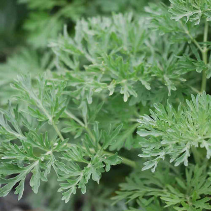 ABSINTHE AB - PLANT