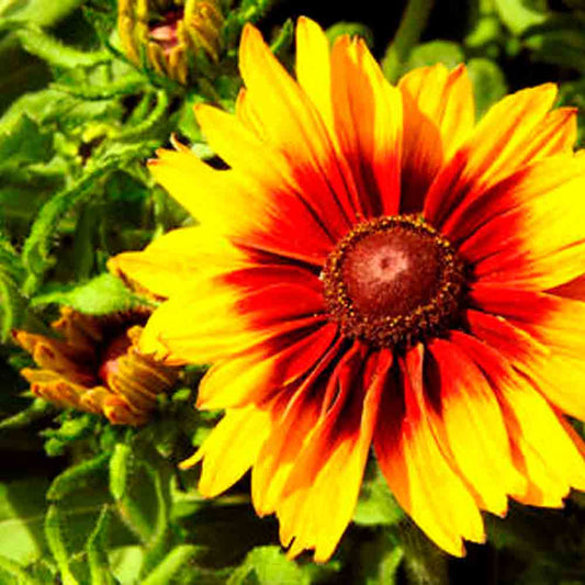 RUDBECKIA GLORIOSA DAISY VARIETY NT