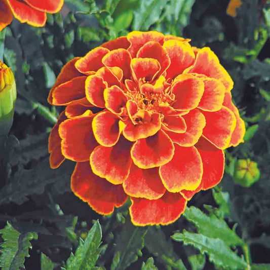QUEEN SOPHIE AB INDIAN CARNATION