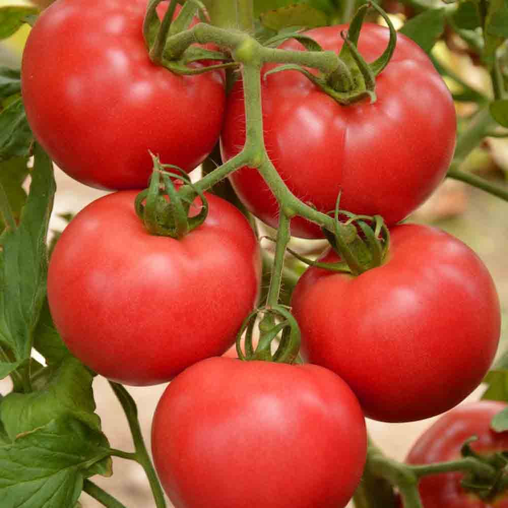 TOMATEN FAWORYT RASPBERRY AB