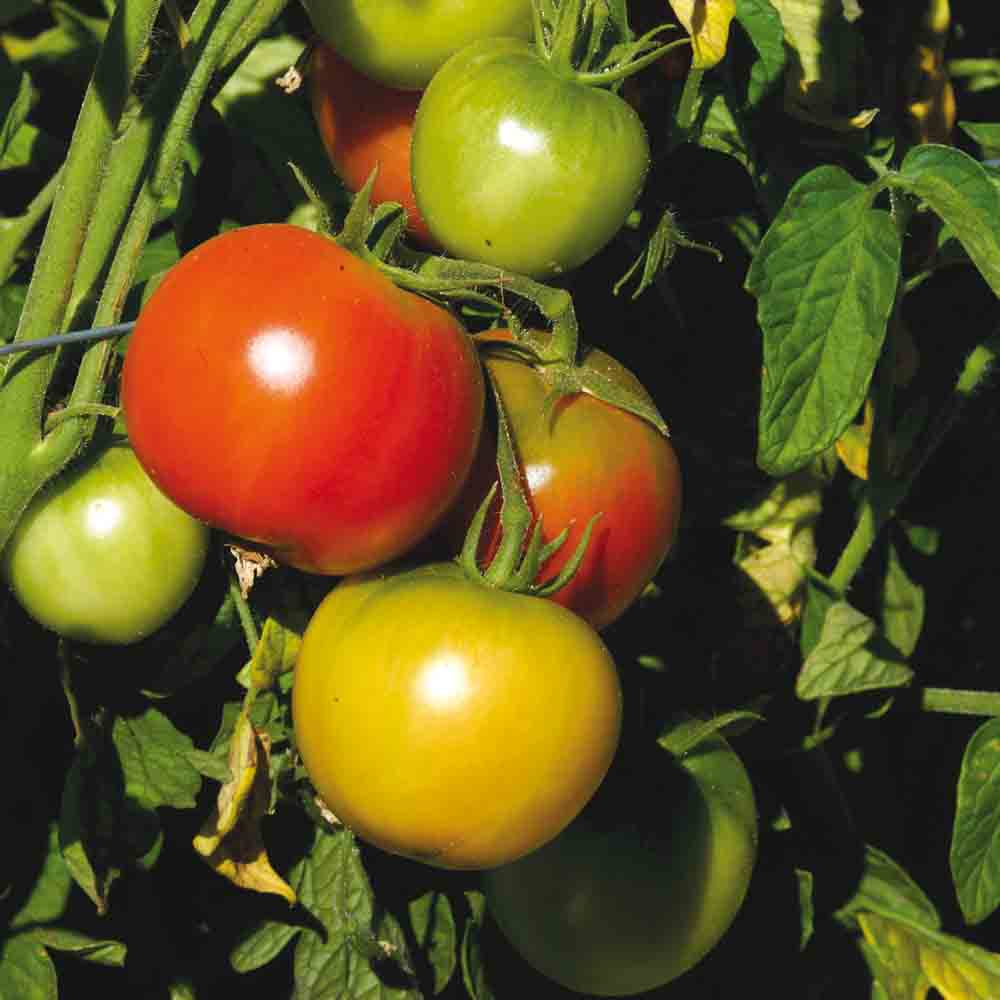 TOMATENHIMBEERE LYANA NT